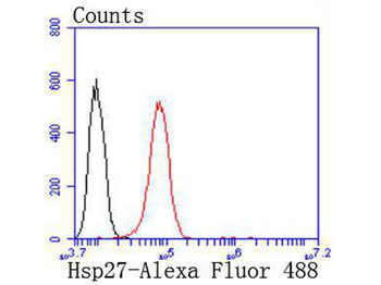 Hsp27 antibody