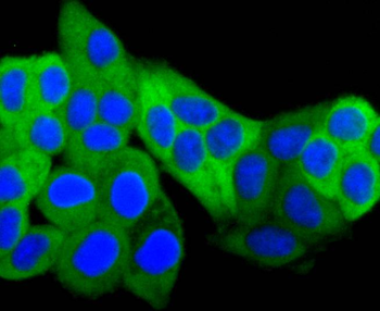 Hsp27 antibody