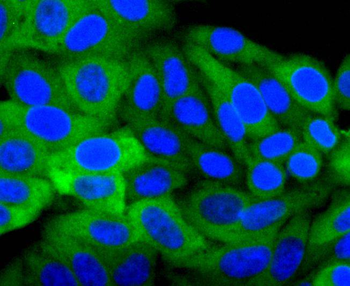 Hsp27 antibody