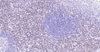 CD3D antibody