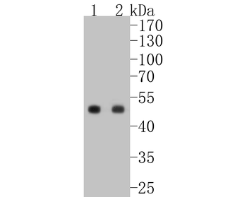 PAX6 antibody