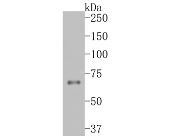 TCF7L2 antibody