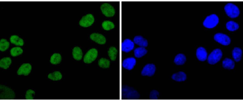 Ku80 antibody