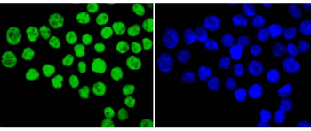 Ku80 antibody