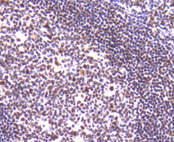 Ku80 antibody