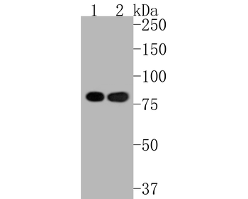 Ku80 antibody