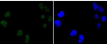 DNA PKcs antibody