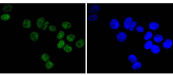 DNA PKcs antibody