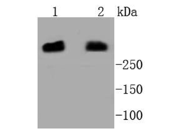 DNA PKcs antibody