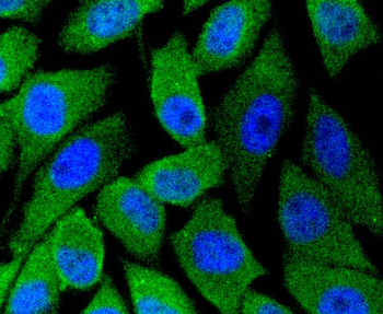 nNOS antibody