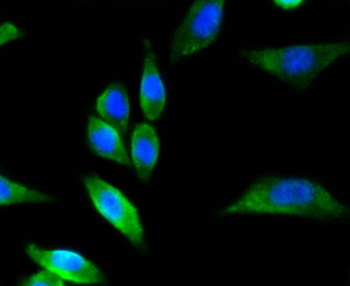 nNOS antibody