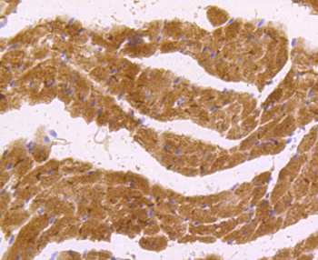 nNOS antibody