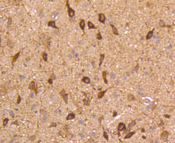 nNOS antibody