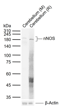 nNOS antibody