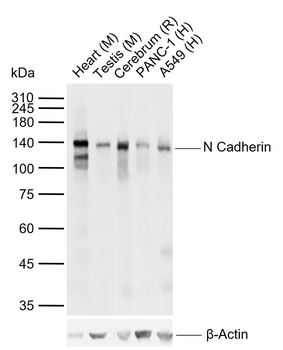 N Cadherin antibody