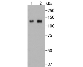 ITGB3 antibody