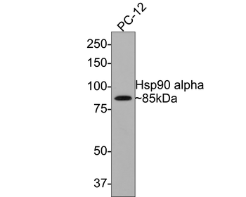 Hsp90 alpha antibody