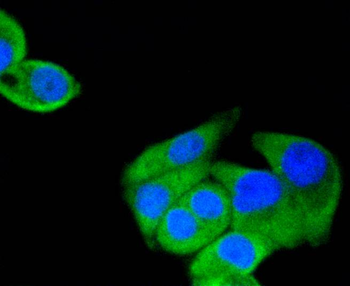 Hsp90 alpha antibody