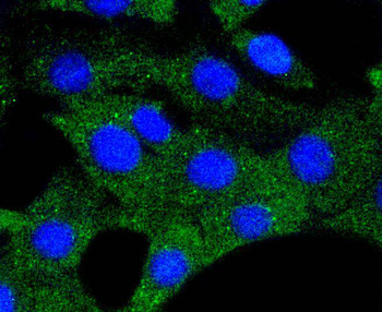 Hsp90 alpha antibody