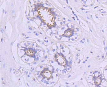 Hsp90 alpha antibody