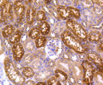 Hsp90 alpha antibody