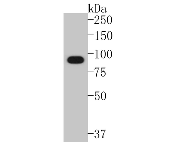 Hsp90 alpha antibody