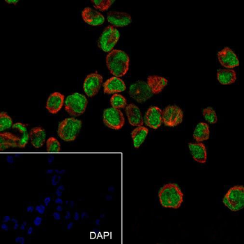 ERG antibody