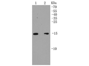 p16 ARC antibody