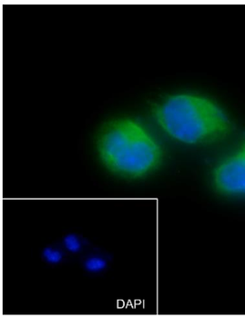 p16 ARC antibody