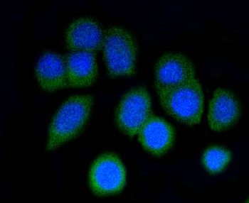 p16 ARC antibody