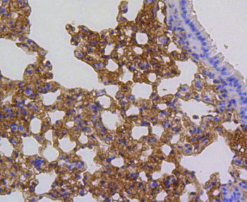 p16 ARC antibody