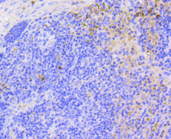 p16 ARC antibody