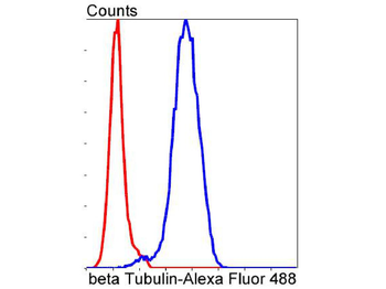 beta Tubulin antibody