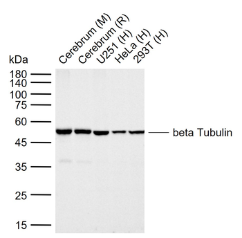 beta Tubulin antibody