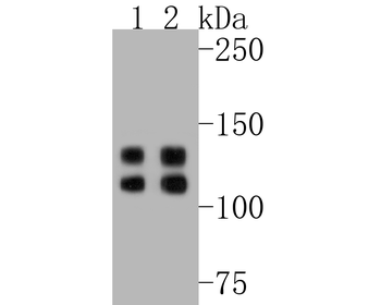 Integrin beta 1 antibody