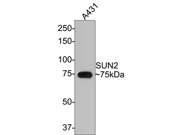 SUN2 antibody