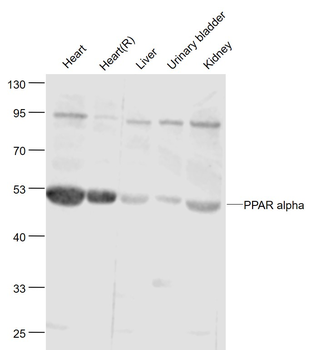 PPAR alpha antibody