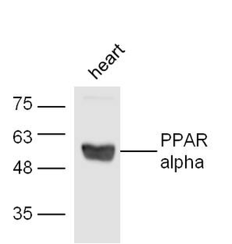 PPAR alpha antibody