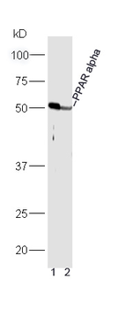 PPAR alpha antibody