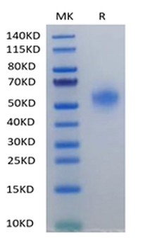 Human HAVCR2 Protein