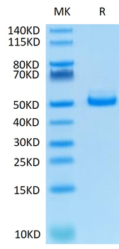 Human TIGIT Protein