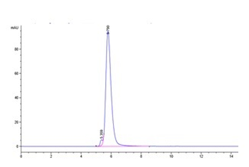 Human TGFBR2 Protein