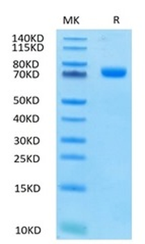 Human SIGLEC3 Protein