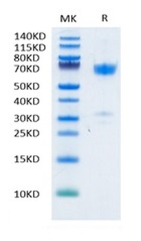 Human PD-L1 Protein