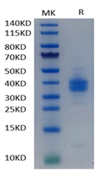 Human PD-L1 Protein