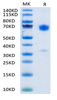 Human PD-1 Protein