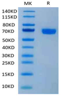 Human PD-1 Protein