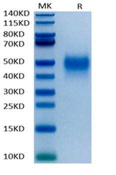 Human PD-1 Protein