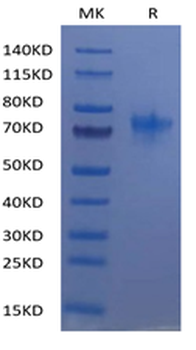 Human TNFRSF4 Protein