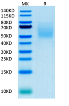 Human CA125 Protein